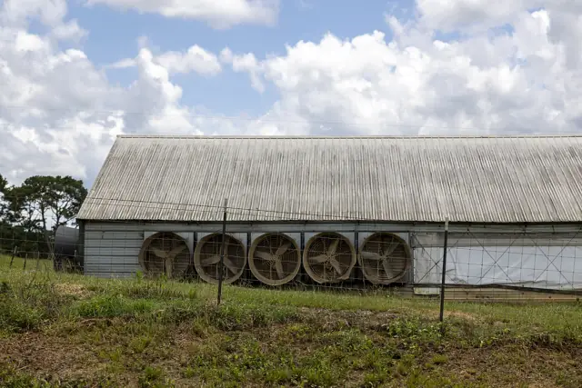 Gable end of a poultry house with a row of large ventilation fans