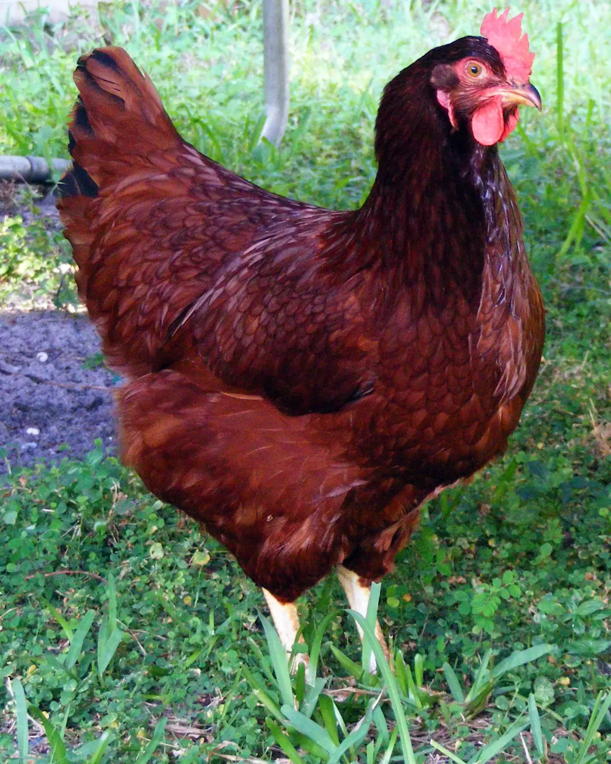 Rhode Island Red hen with dark red plumage, standing on grass
