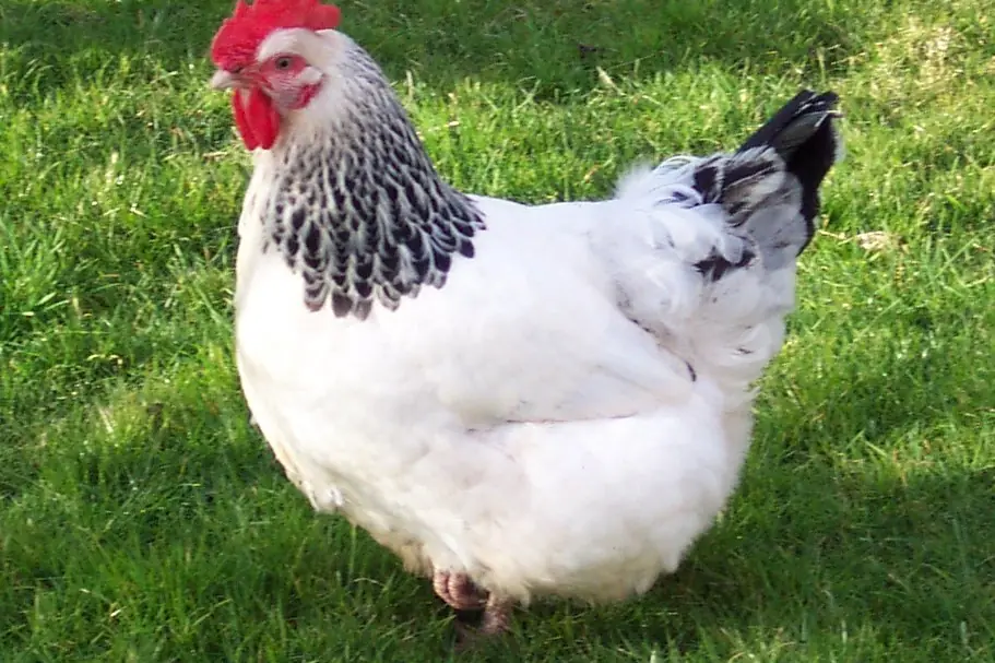 Light Sussex hen: white body with a black-marked neck and tail