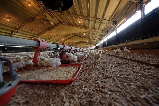 Inside a broiler house: feeder and drinker lines over litter, with young chicks