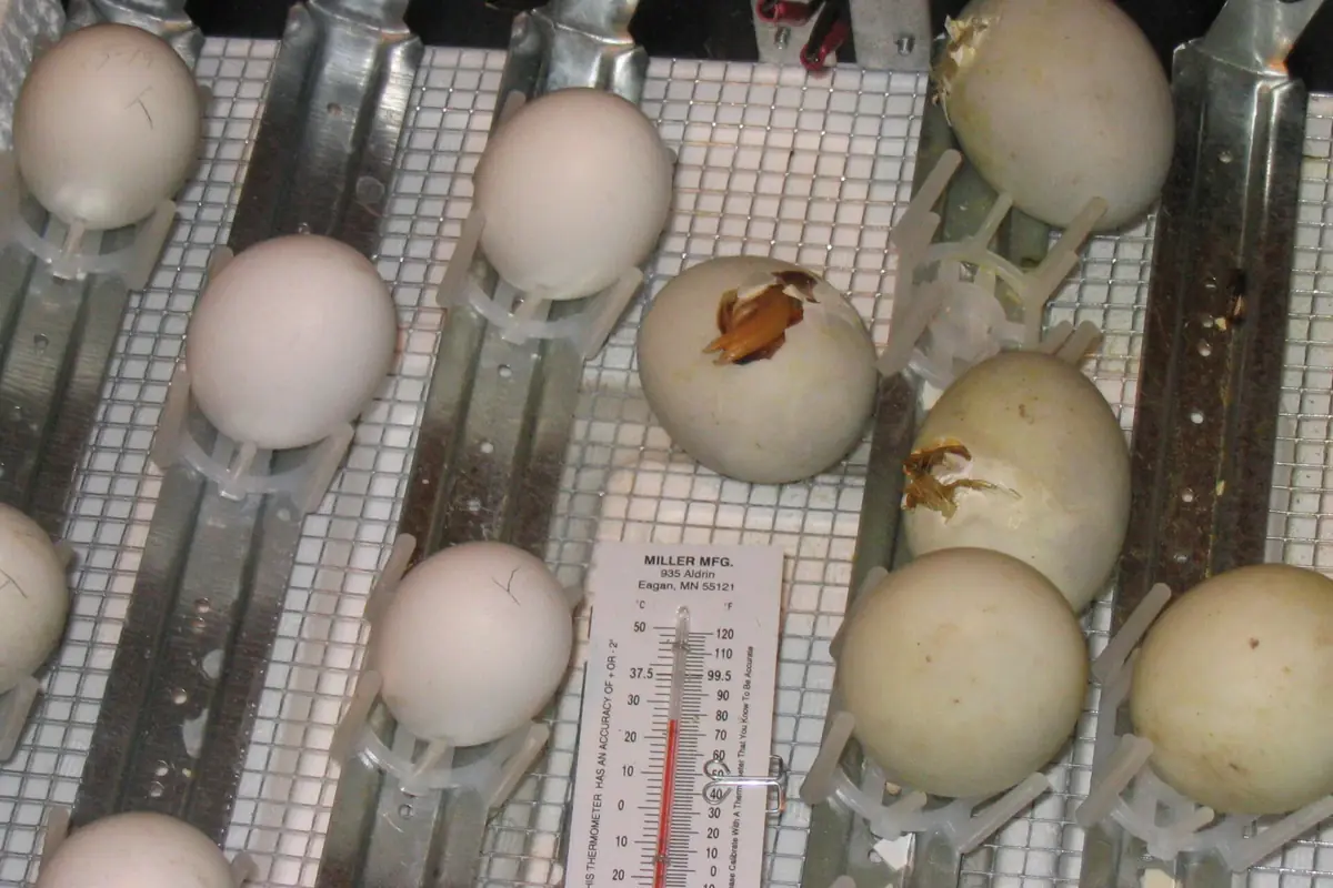 Eggs hatching on a hatcher tray, with a thermometer between the rows