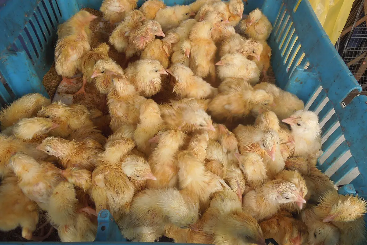 Day-old chicks in a ventilated plastic transport basket
