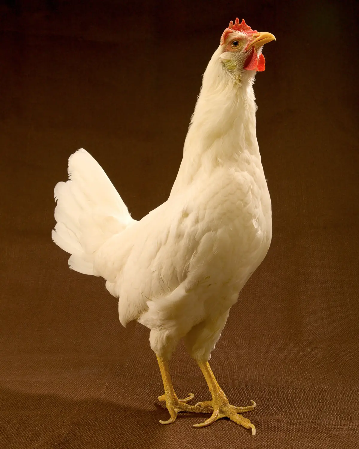 White Leghorn hen standing, side view