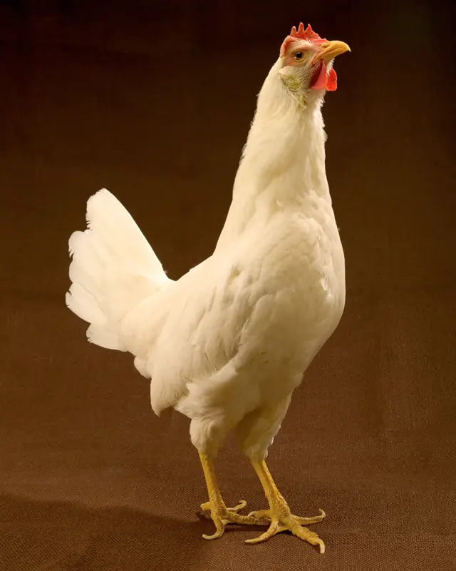 White Leghorn hen standing, side view