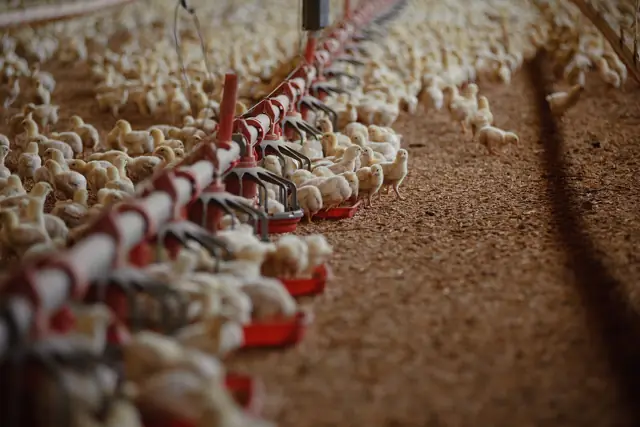 Red pan feeders on a feeder line, with young broiler chicks around them