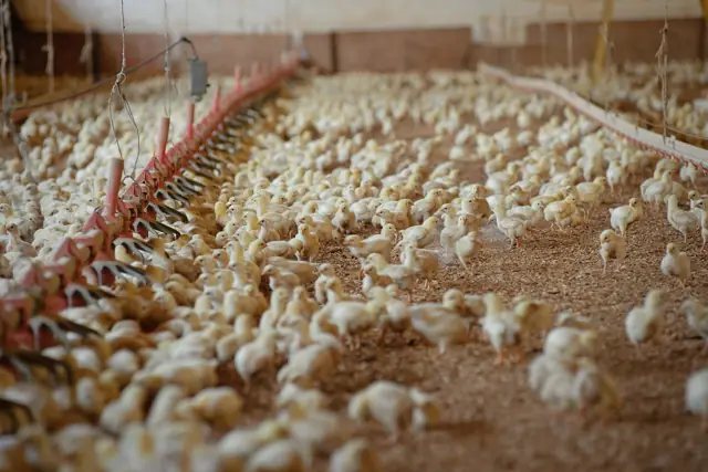 Young broiler chicks on litter in a broiler house, beside a feeder line