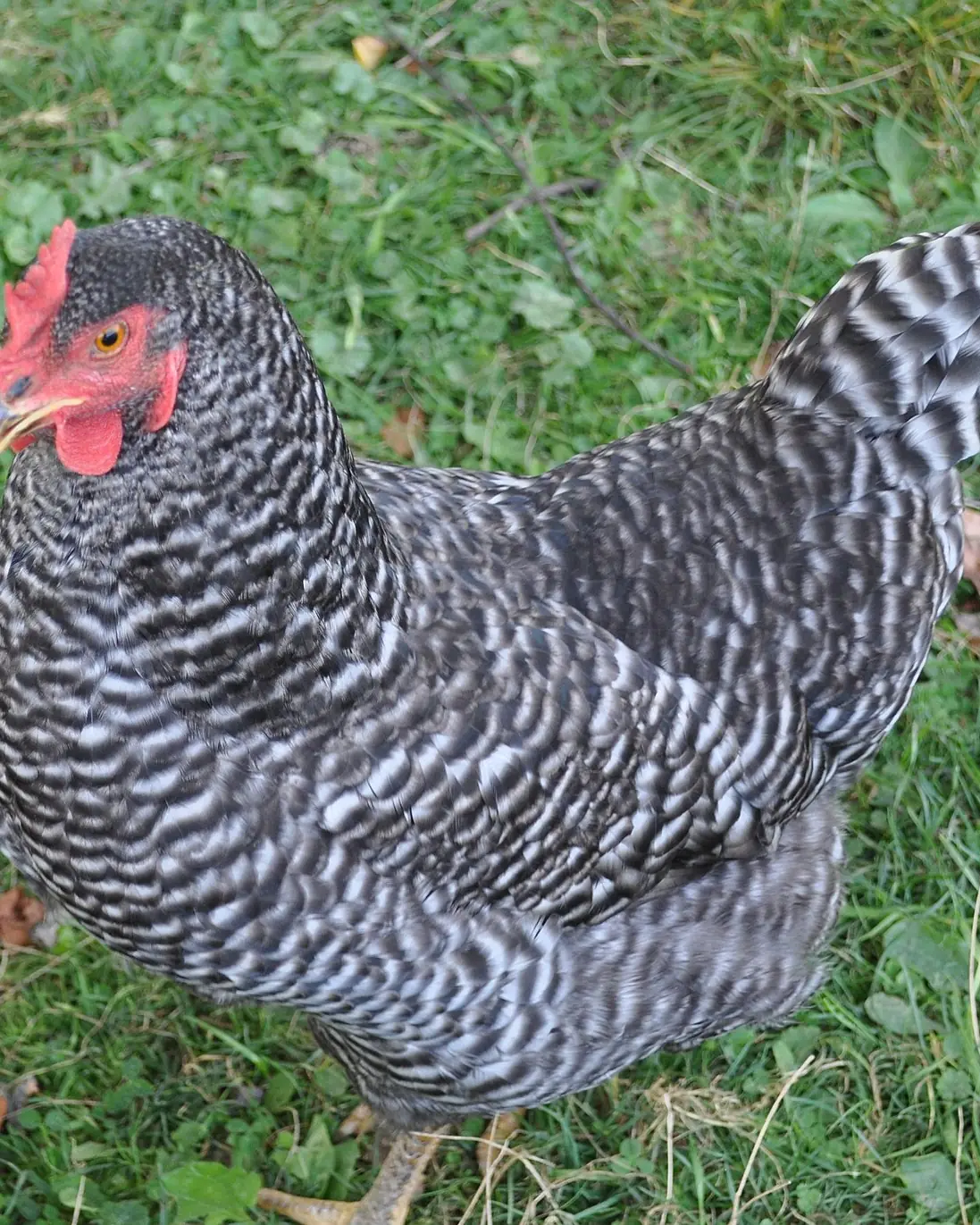 Barred Plymouth Rock hen with black-and-white barred feathers