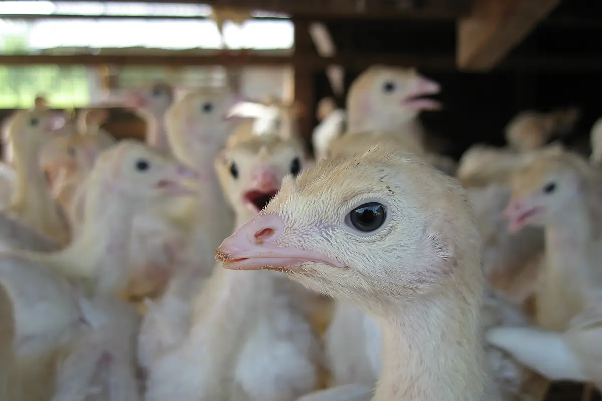 Young white domestic turkey poults in a barn