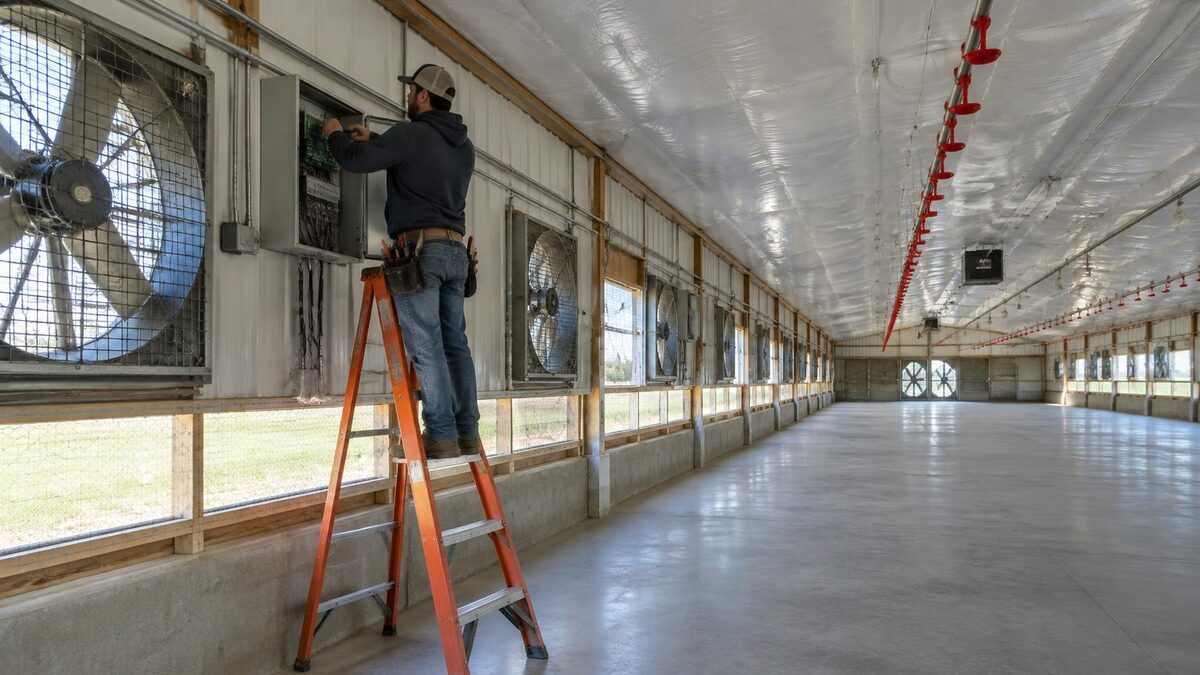 Technician on a ladder servicing a climate controller panel beside wall fans in an empty broiler house between flocks