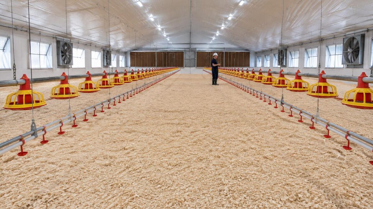 Empty modern broiler house ready for placement, with feeder pan lines, nipple drinker lines, fresh litter, wall fans and cooling pads, and an engineer checking a tablet