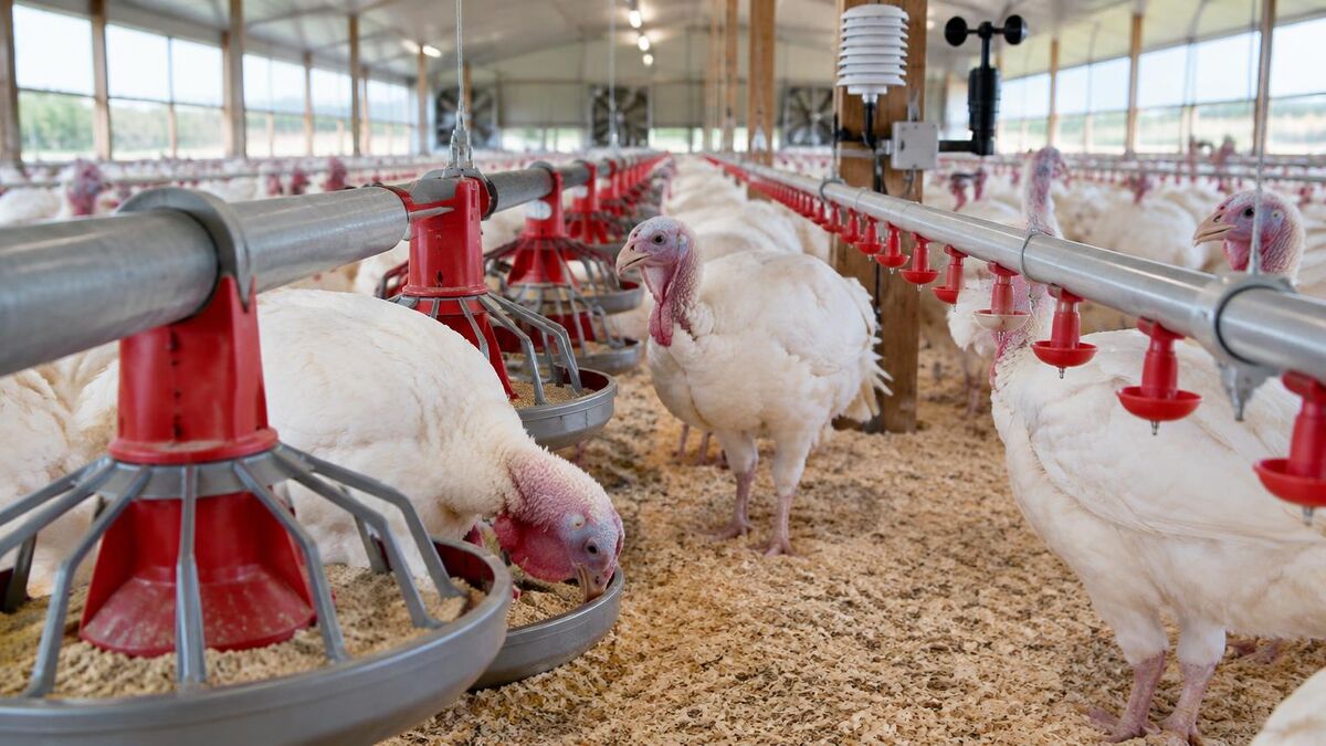 White turkeys at pan feeder and nipple drinker lines on wood-shaving litter in a commercial turkey house with climate sensors on a post; AI-generated illustration