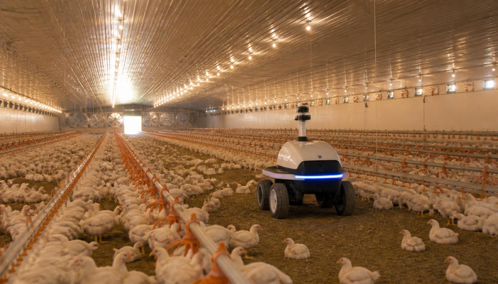 Automated broiler house with an autonomous inspection robot moving between feed lines