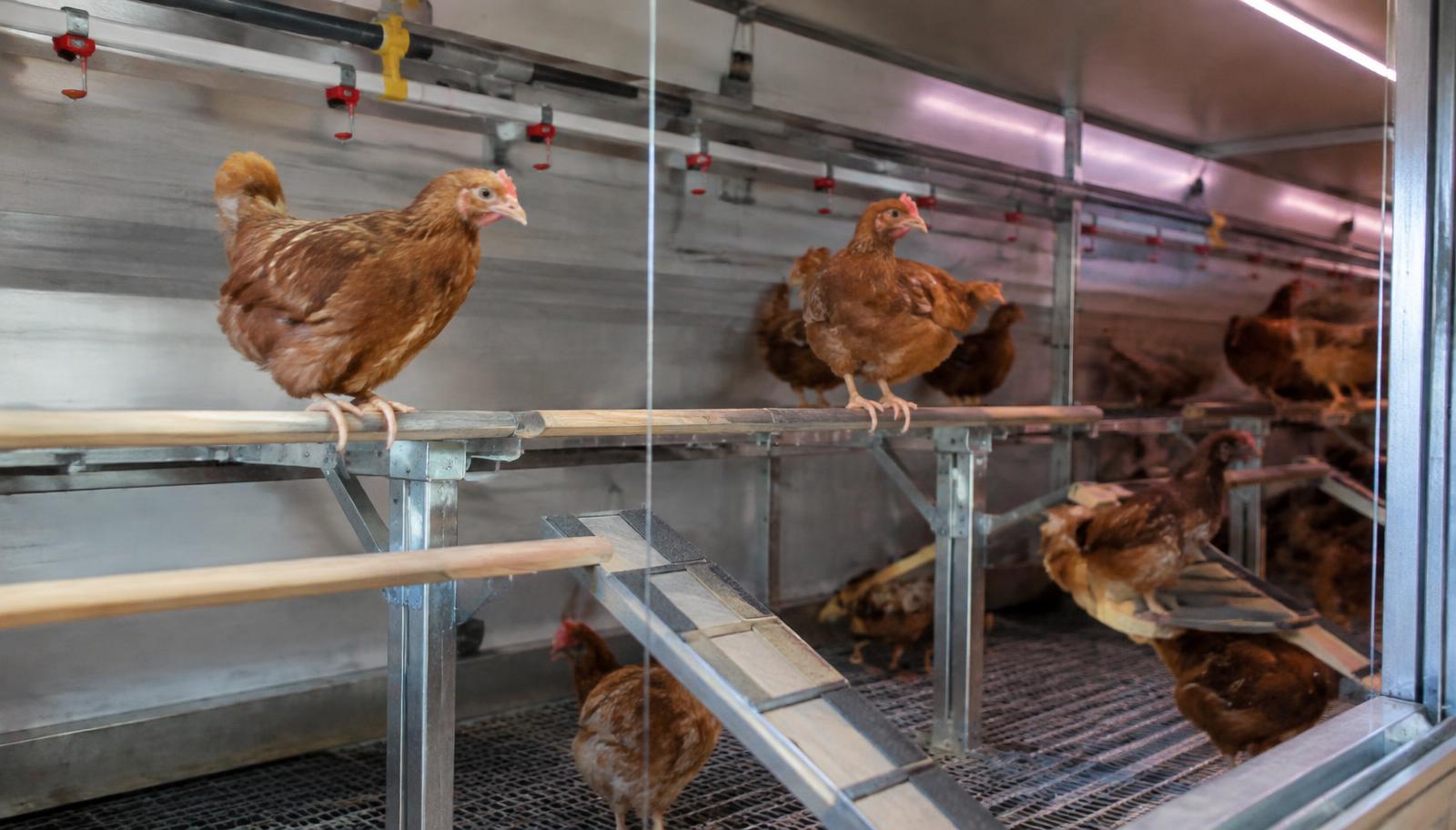 Pullets learning to use perches and ramps in a rearing aviary