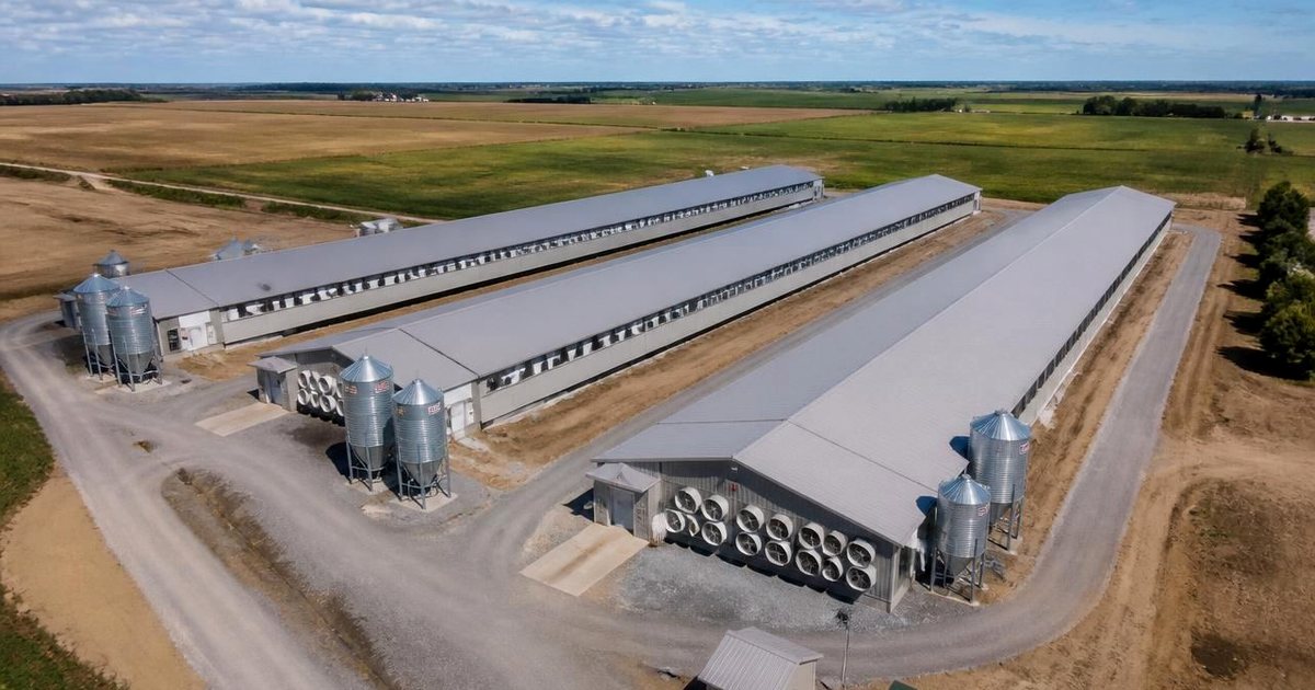 Struttura avicola commerciale come esempio di progetto di approvvigionamento